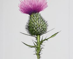Speerdistel, Voorburg